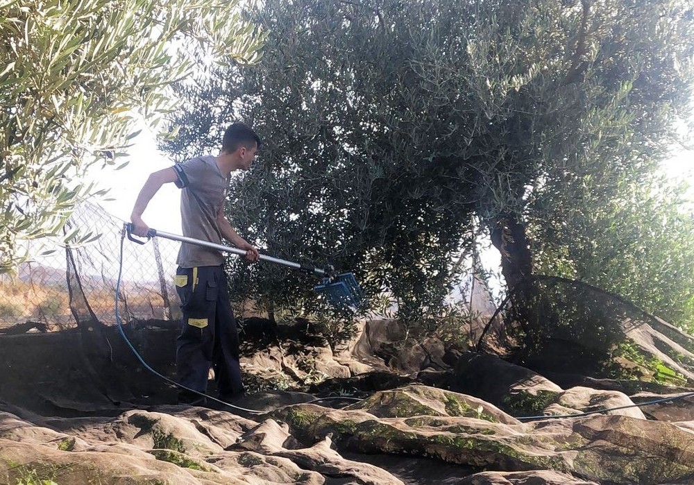 Almería alcanzará las 13.000 toneladas de aceite de oliva, 3.000 más que en la campaña pasada