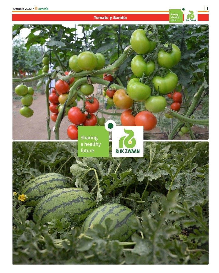 Octubre 2023|| Especial sandía y tomate de Rijk Zwaan