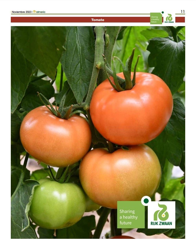 Noviembre 2023|| Especial tomate de primavera de Rijk Zwaan