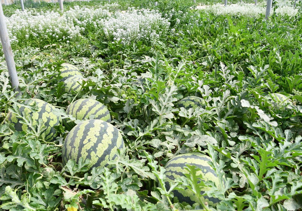 BASF | Nunhems® lleva al mercado nuevos melones y sandías para satisfacer al productor y consumidor