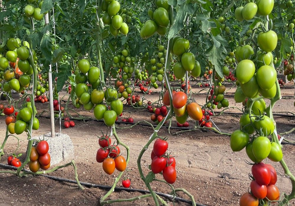 Harmoniz suma el pimiento a su gran catálogo de variedades de tomate