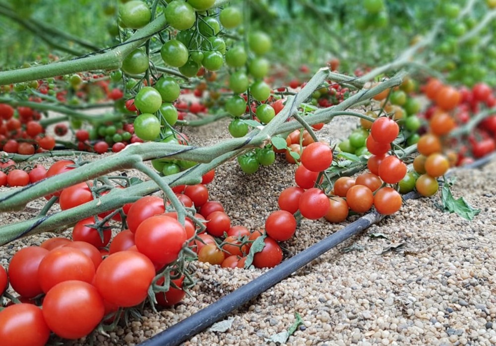 Nuevos ensayos demostrarán la eficacia del controlador de pH de VitalFluid en tomate