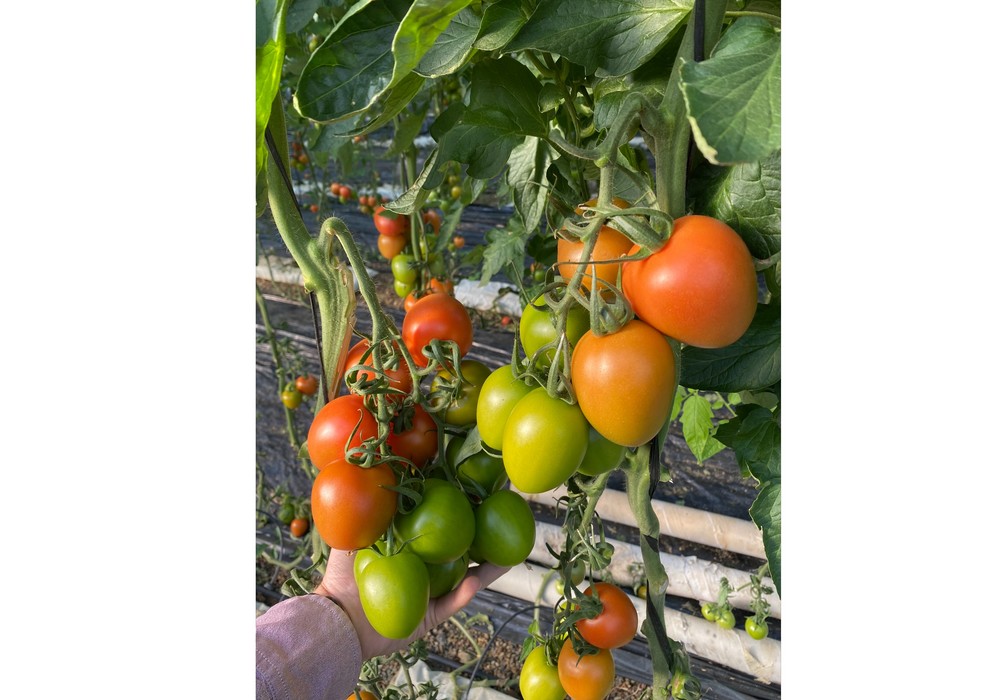 Carbonite, el portainjertos de Top Seeds, asegura calidad y productividad en tomate