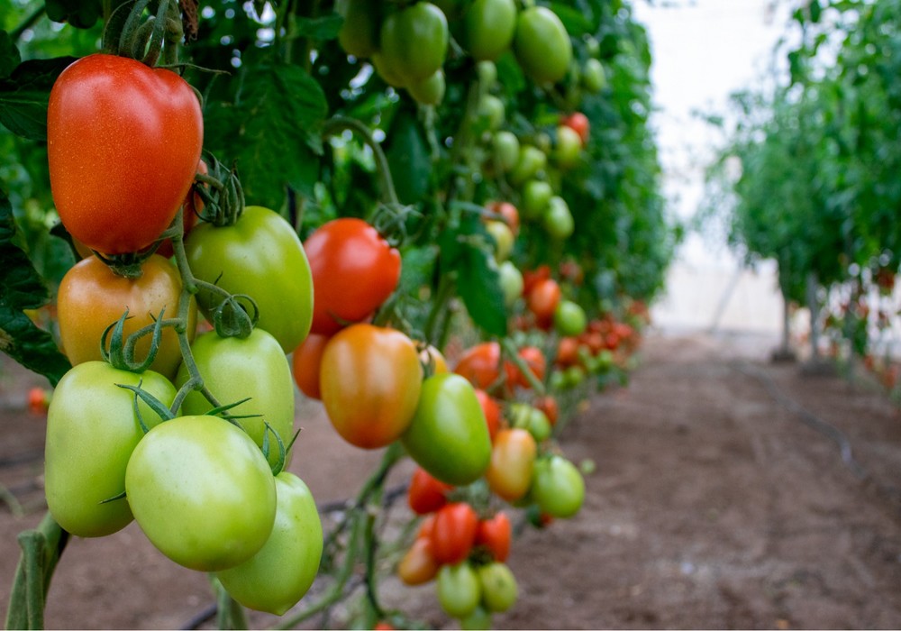 CapGen Seeds amplía horizontes en tomate