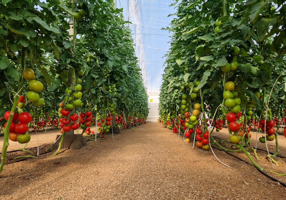 El Tribunal de Apelaciones confirma la condena de prisión contra un agricultor por reproducción ilegal de plantas de tomate