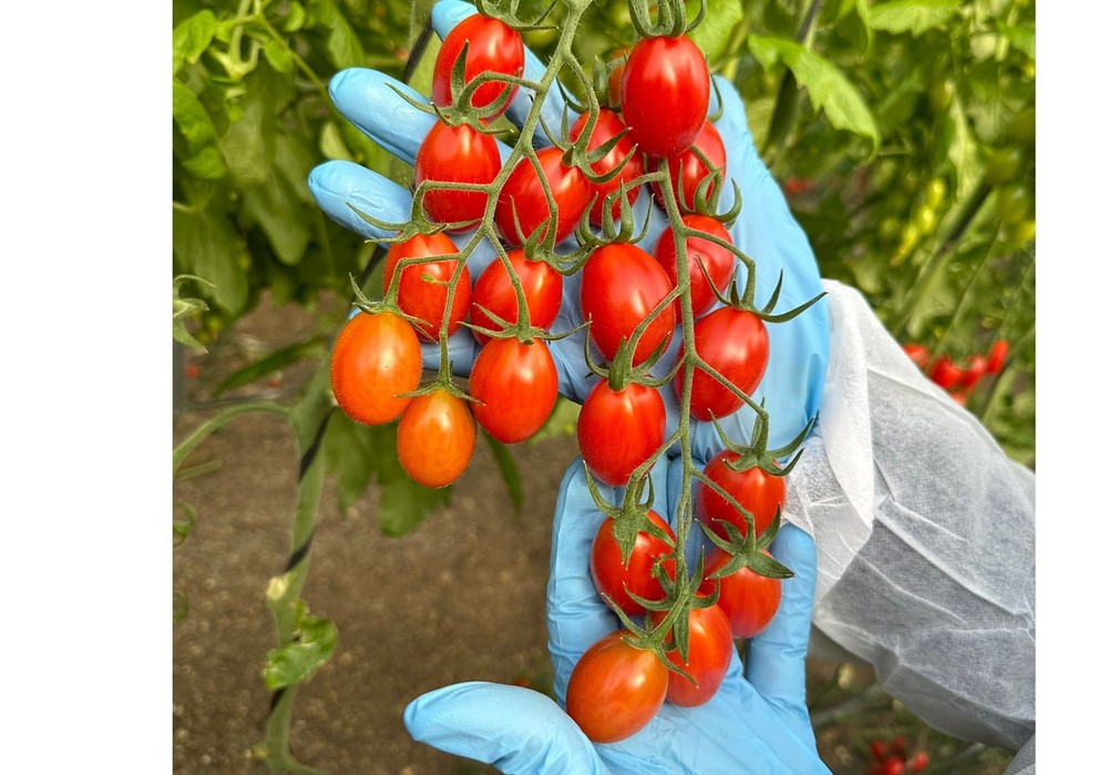 Pendragón se reafirma como una opción sólida ante problemas de virus de rugoso en tomate