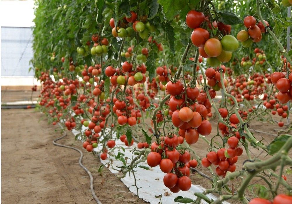 HM.CLAUSE: tomates para todos los mercados