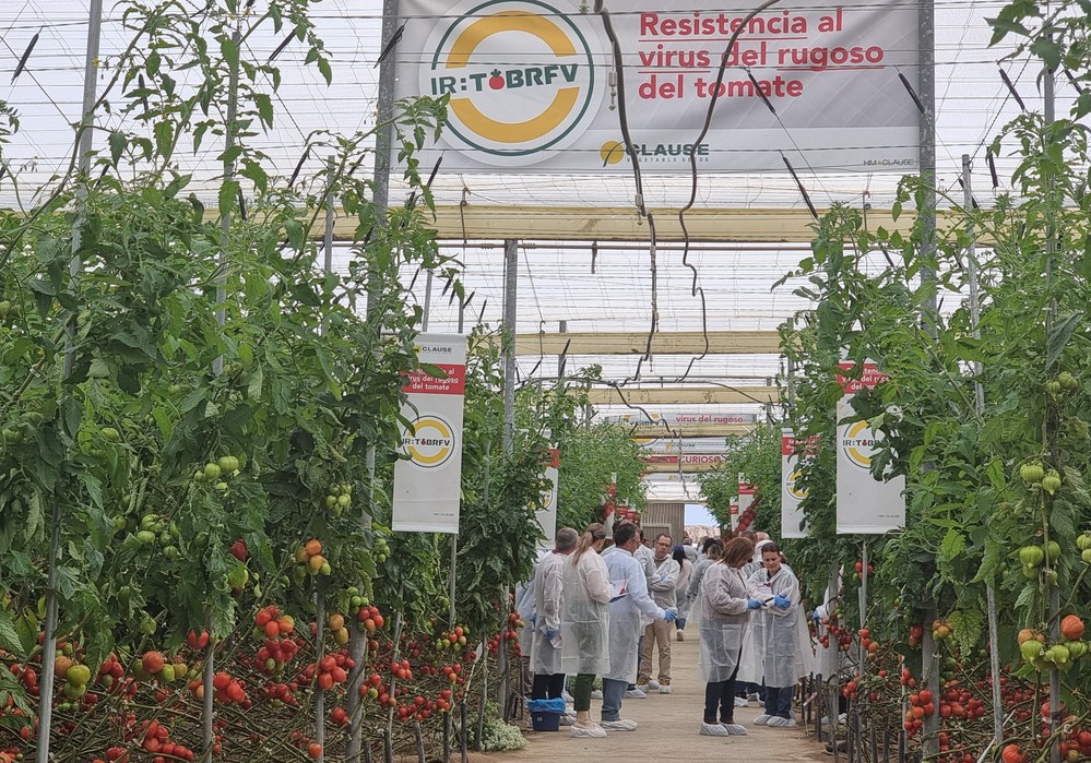 HM.CLAUSE muestra al sector sus soluciones contra el virus rugoso del tomate