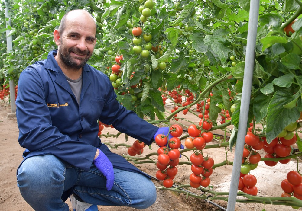 BASF | Nunhems muestra el potencial de su catálogo de tomate, que suma resistencias sin renunciar a calidad