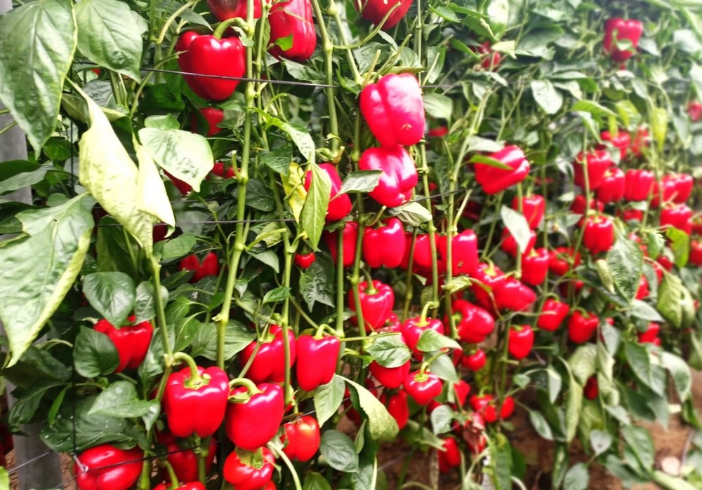 Sur Seeds ofrece la máxima producción en invierno con su California rojo Alabarda