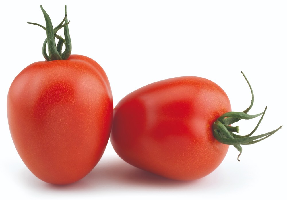 Yuksel Seeds Ibérica presenta sus novedades en tomates resistentes al rugoso