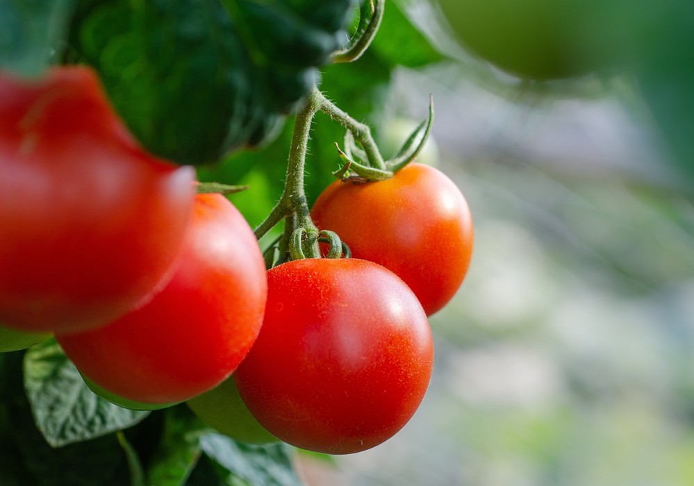 La Consejería y Tecnova avanzan los resultados del proyecto Virtigation sobre enfermedades del tomate