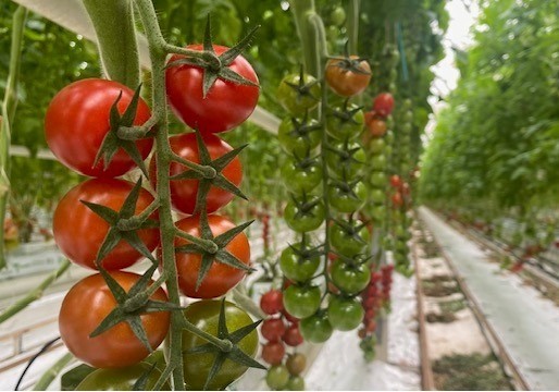 BASF | Nunhems inaugura el Centro de Experiencia del Tomate en  los Países Bajos