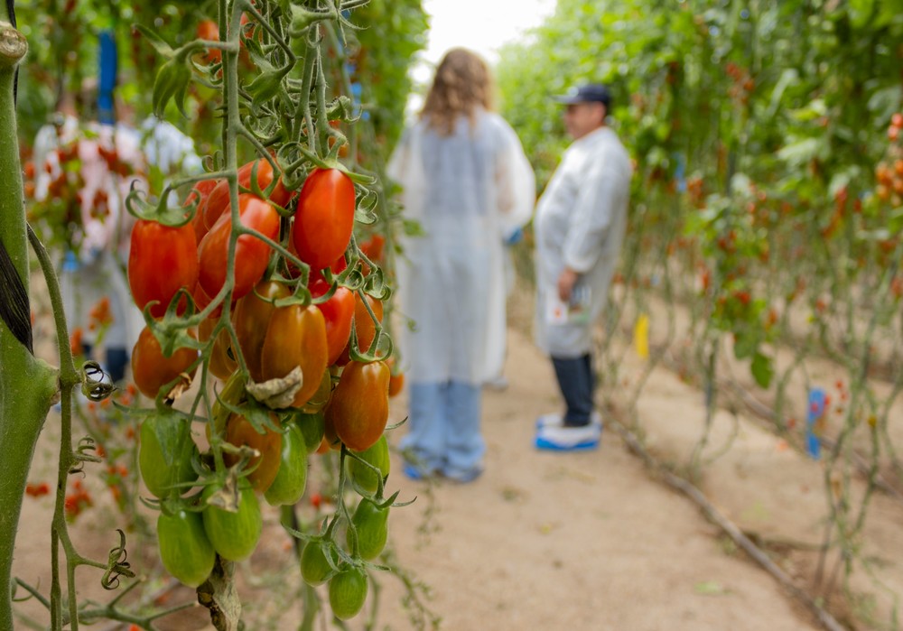CapGen Seeds revela Gavilán: un tomate resistente que conquista a los agricultores de Campohermoso