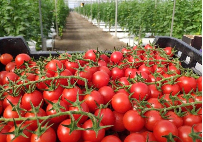 La “desleal competencia” marroquí centra el Comité de tomate de FEPEX y el grupo de contacto con Francia e Italia en Almería