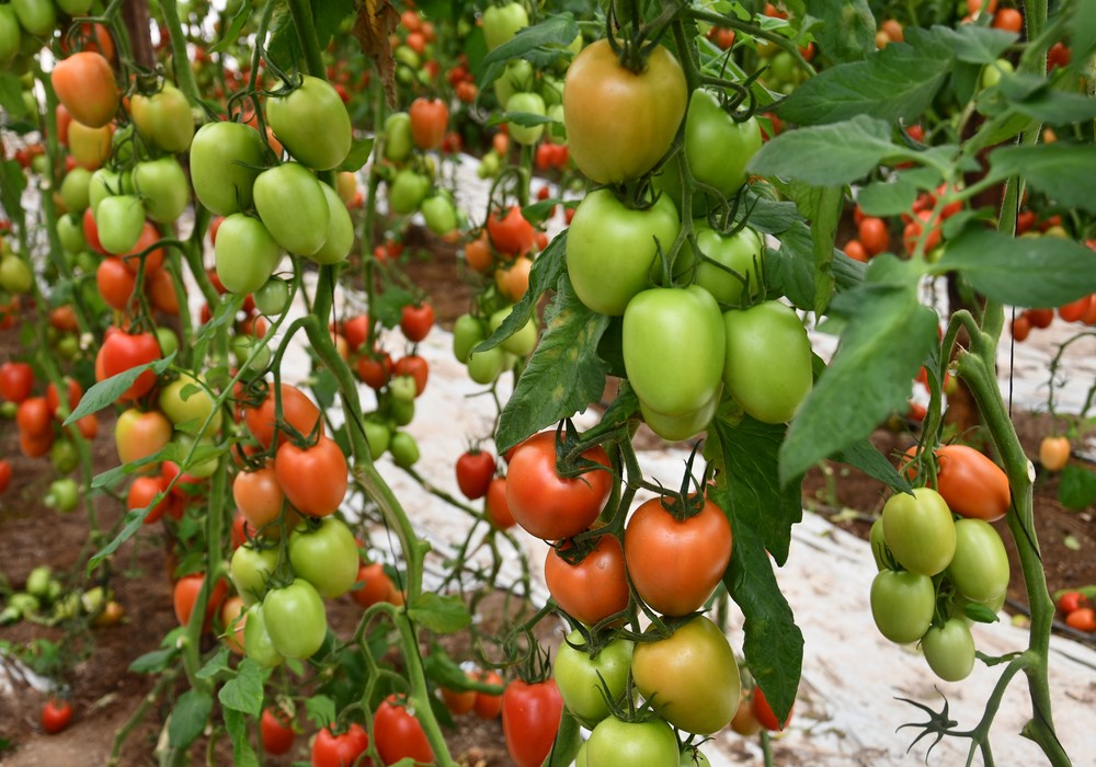 Las variedades y portas de Top Seeds, ideales para el Campo de Níjar