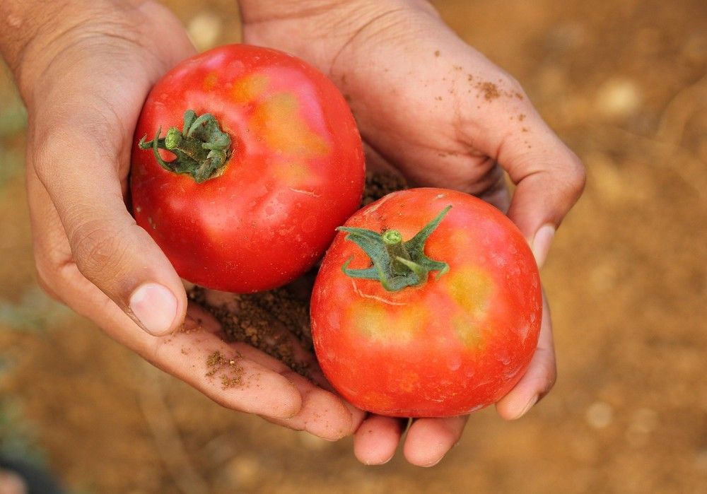 Acciones de protesta en Francia contra la importación de tomate marroquí que creció un 27,5% en la última campaña