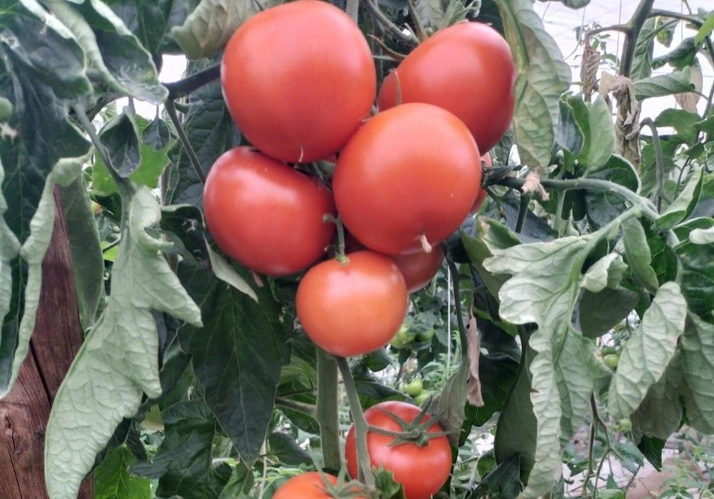 Ramiro Arnedo entra en el mercado del tomate resistente al rugoso con Surprise