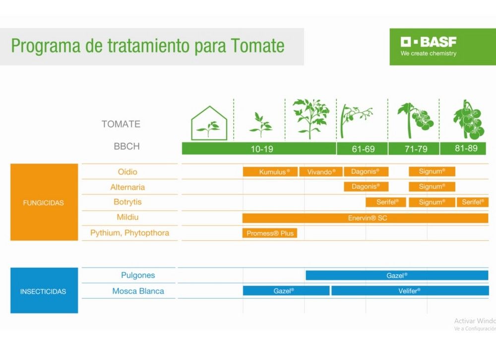 BASF asegura éxito al agricultor con su programa de tratamientos de tomate en invernadero