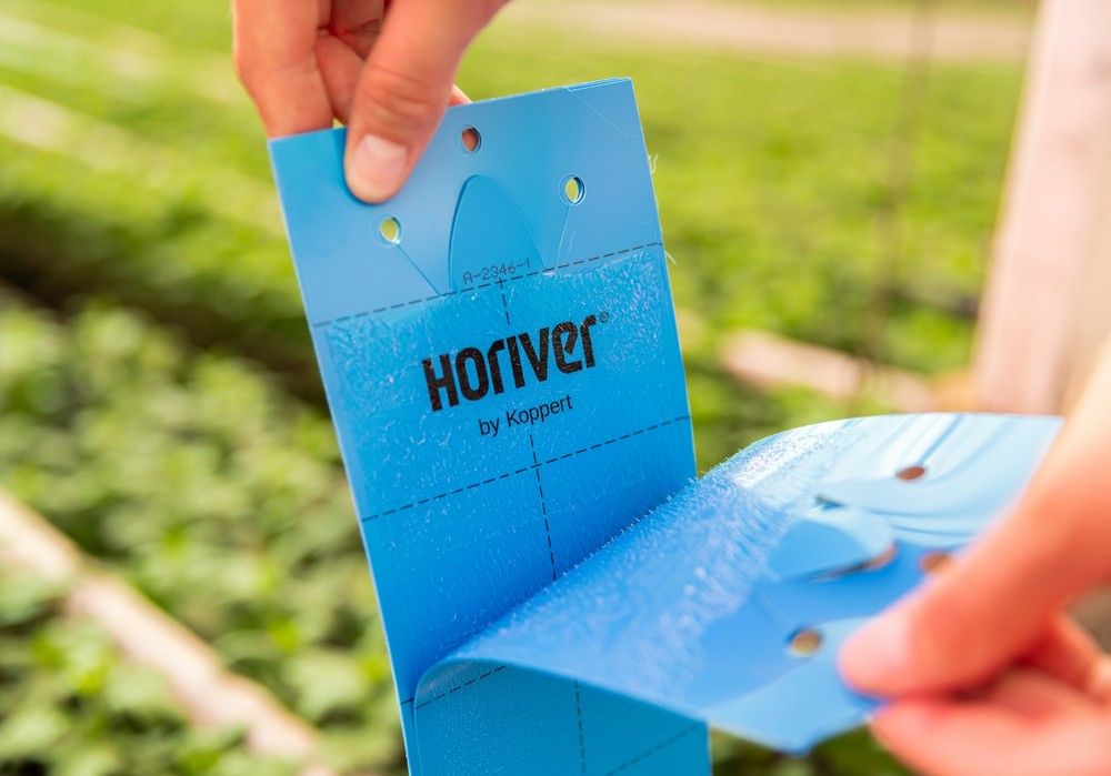Las trampas adhesivas Horiver de Koppert capturan hasta un 400% más de Trips