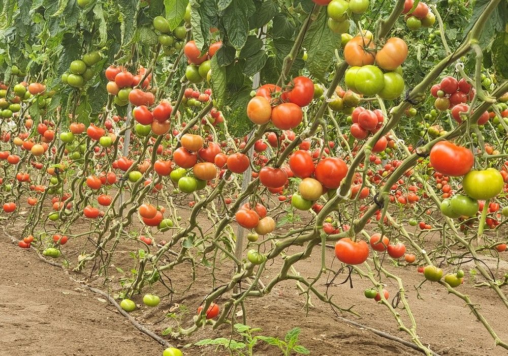 Los tomates con resistencia al ToBRFV de HM.CLAUSE se coronan esta campaña