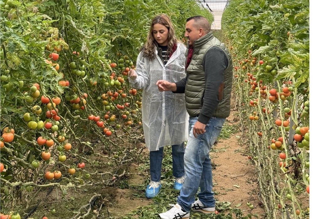 Cómo lograr más producción, calidad de la cosecha y rendimiento en cultivo de tomate bajo invernadero