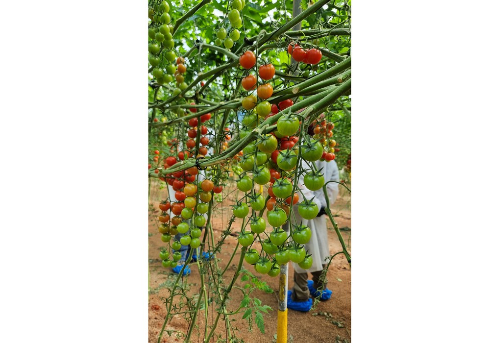 Intuitivo y Curioso aúnan la exitosa genética de los tomates cherry de HM.CLAUSE con más resistencias