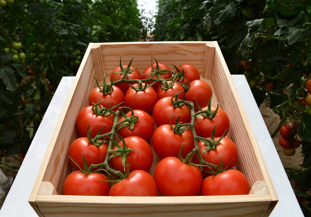 La solución global para el cultivo de tomate llega de la mano de BASF|Nunhems