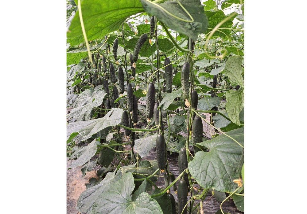 Bejo refuerza el cultivo del pepino con su nueva variedad Pombal