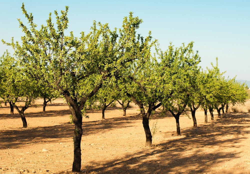 COAG exige a la Junta más ayudas para la agricultura ecológica de Almería