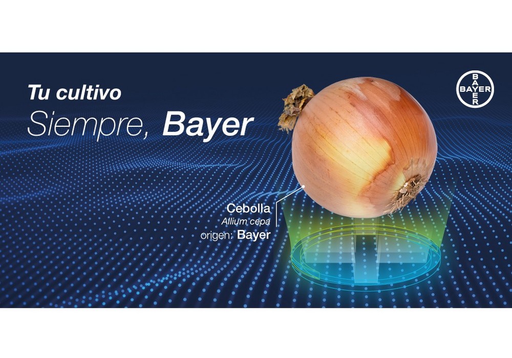 Bayer ofrece soluciones estratégicas para el cultivo de cebolla con productos específicos para todas las etapas de la cosecha
