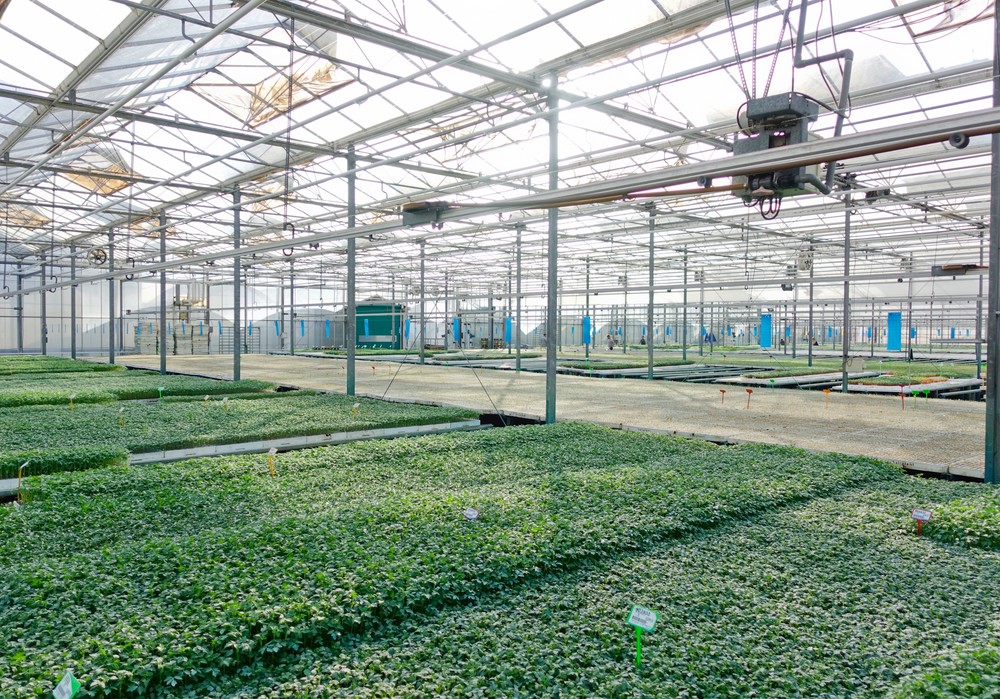Semilleros Saliplant aporta conocimiento, experiencia y las mejores soluciones para garantizar una cosecha de calidad