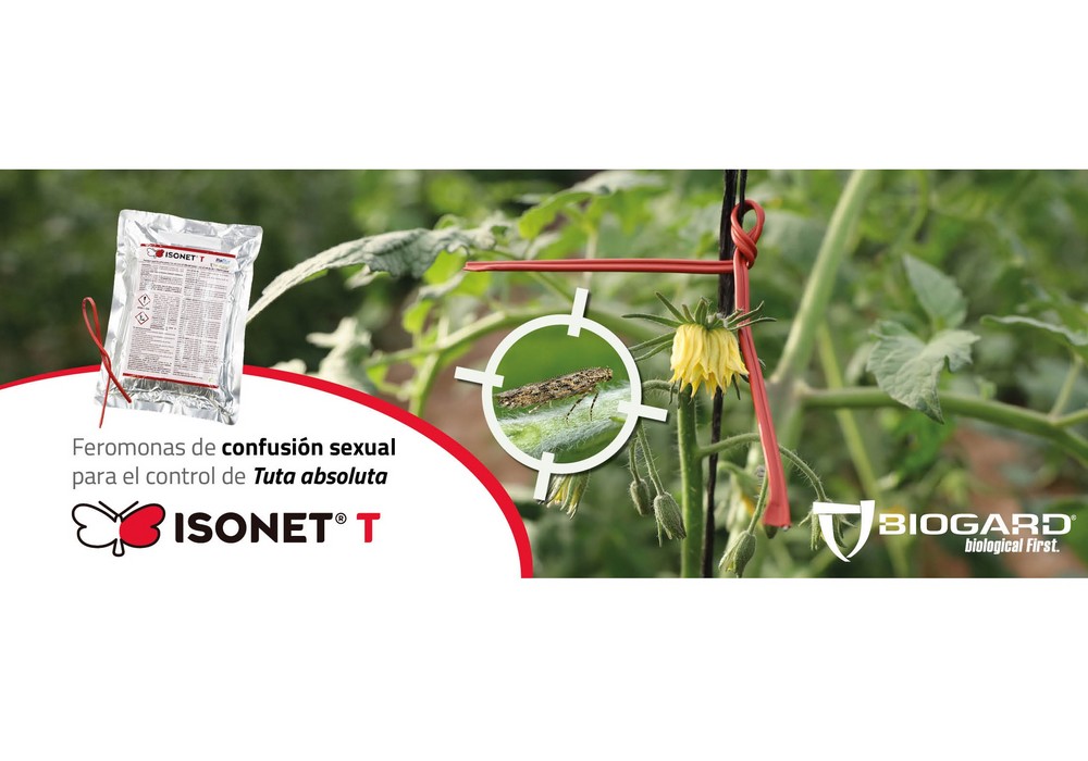 Isonet T®, Confusión sexual para controlar Tuta absoluta de Biogard®
