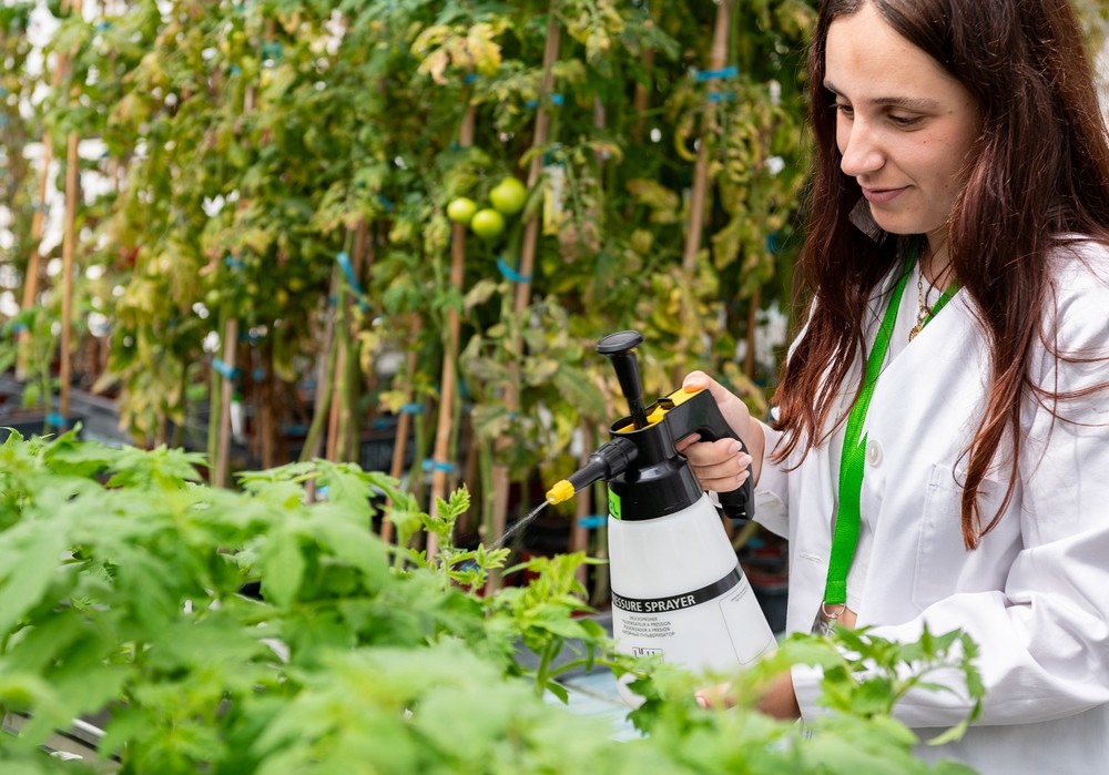 Descubren un nuevo compuesto para proteger a los tomates contra las bacterias y la sequía