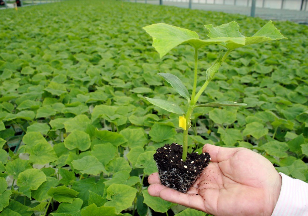 Tecnobioplant, semillero líder en injertos de pepino en la zona del Poniente y en Granada