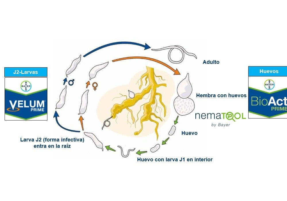 “La Raíz del Éxito“: la estrategia nematicida de Bayer de presente y futuro