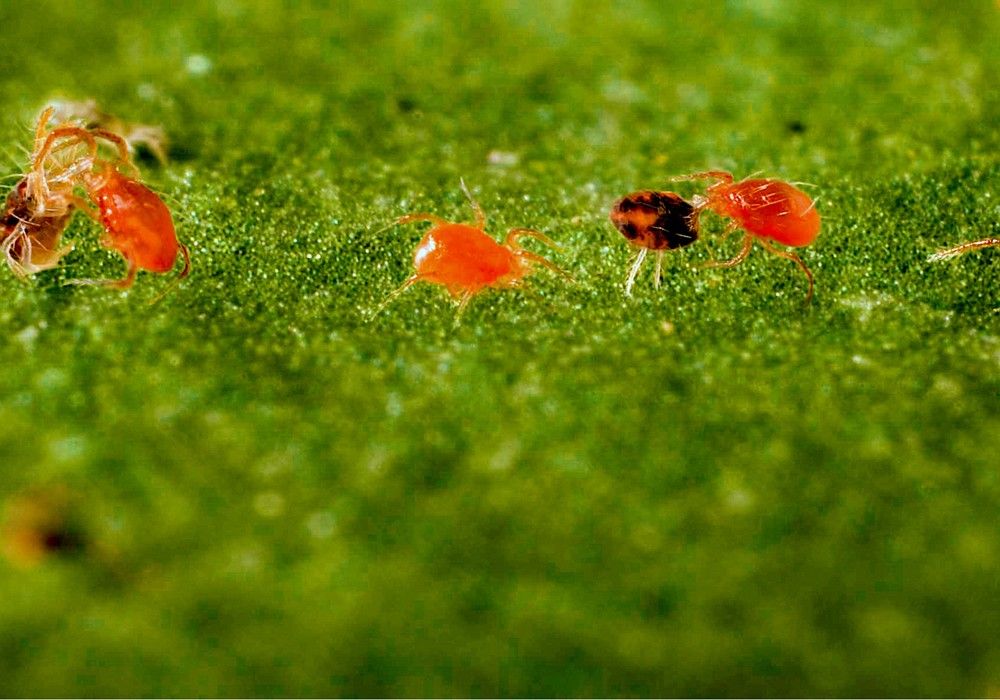 Ácaros depredadores y setos, la mejor estrategia para frenar la abundante presencia de araña roja en los invernaderos