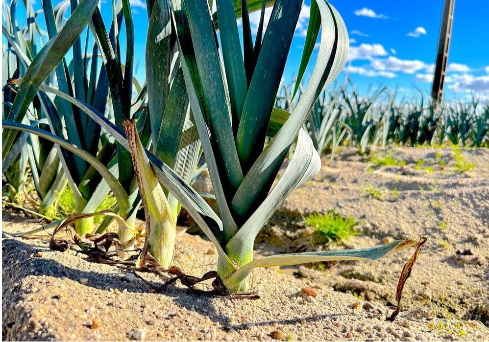  El Gobierno aprueba nuevas normas para favorecer la nutrición sostenible de los suelos agrarios