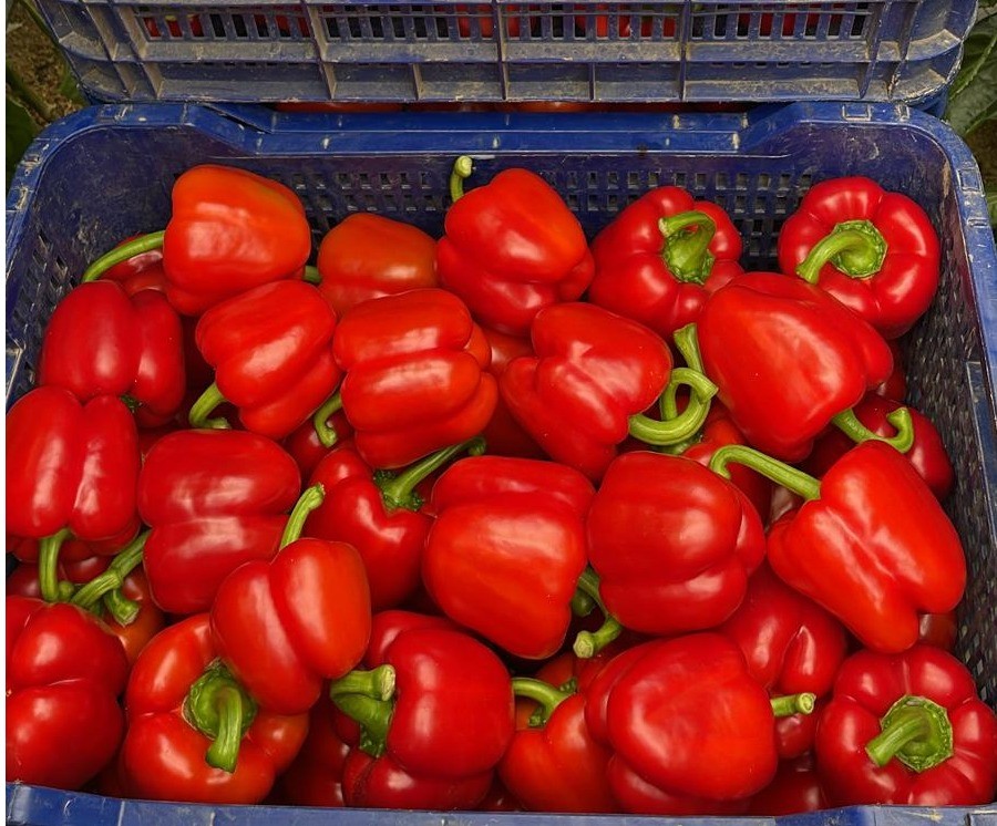 El pimiento mantiene precios por encima del euro de media en una semana marcada por la subida generalizada de precios