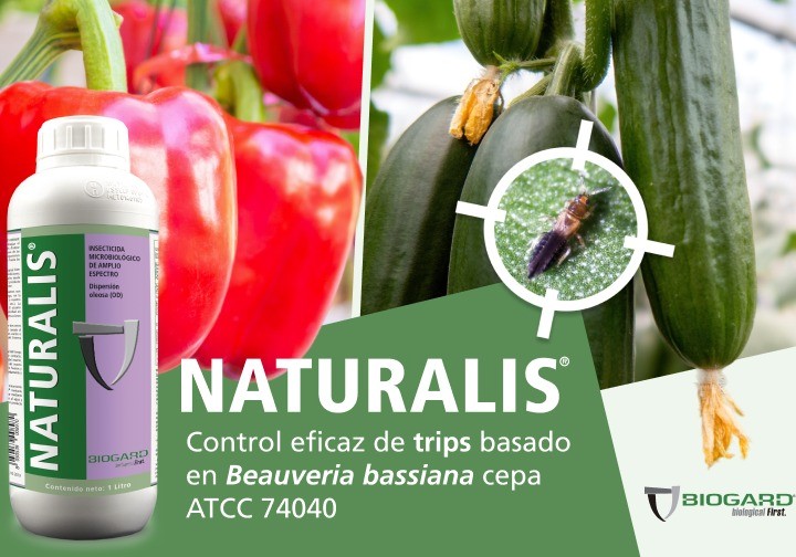 Naturalis®, la solución eficaz para controlar trips de Biogard®