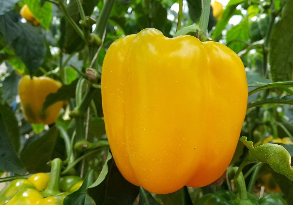 Los pimientos lamuyo verde y California amarillo siguen hacia arriba en la primera semana de octubre