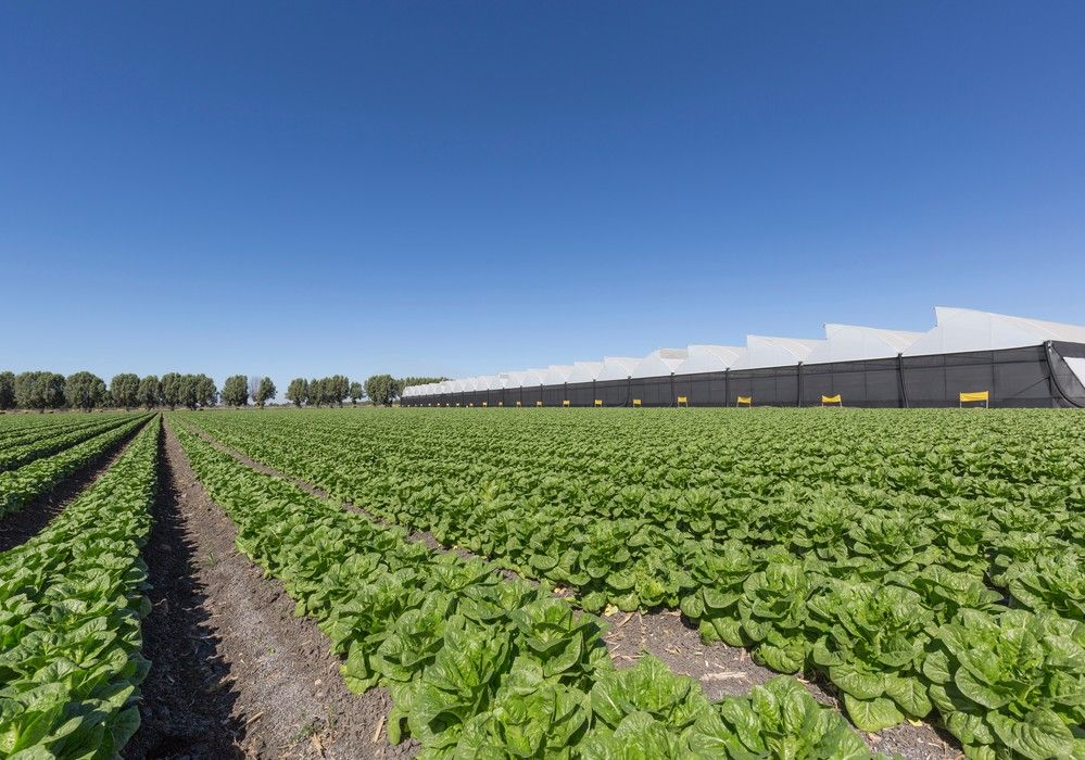 Innovación y Sostenibilidad  para una agricultura del futuro