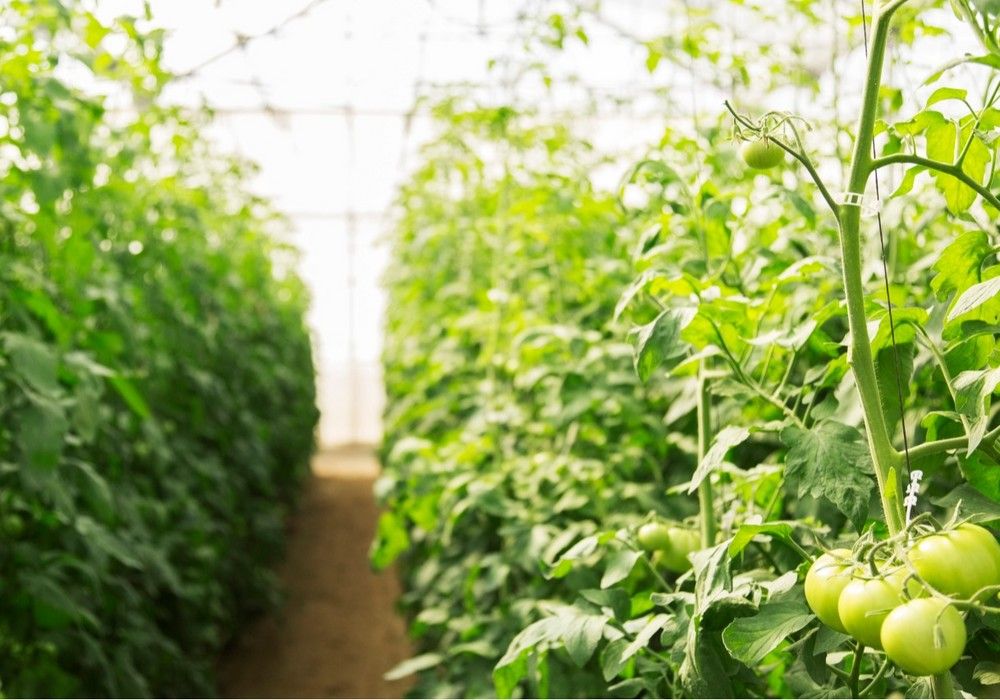 Las resistencias dificultan la campaña de hortícolas