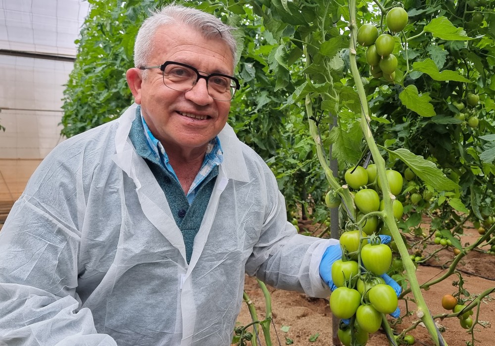 Así es Freeman de HM.CLAUSE: el tomate pera con resistencias y calibre ideal para exportación