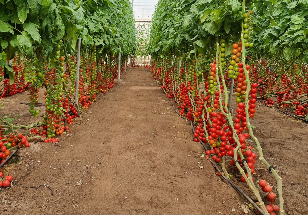 BASF | Nunhems construye su catálogo de tomate con inspiración y pasión ofreciendo soluciones