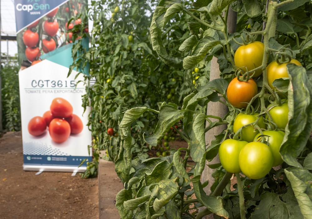 CapGen Seeds refuerza su apuesta por el tomate con variedades resistentes a ToBRFV