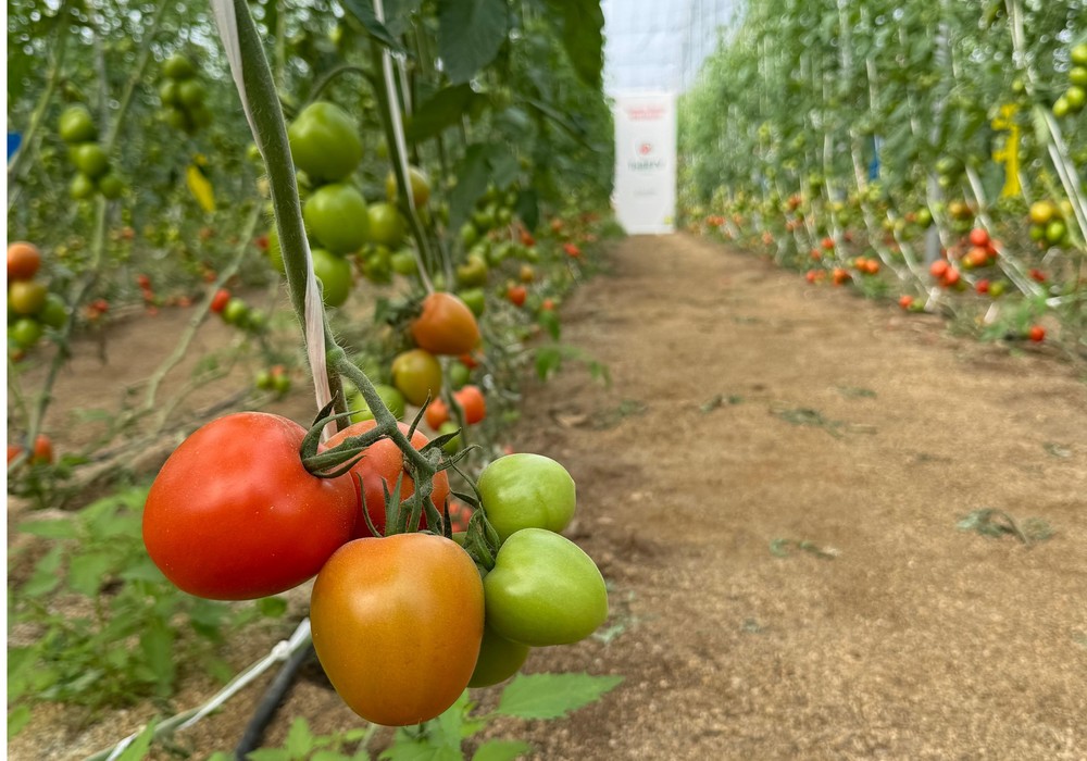 Octavius, el nuevo tomate pera de Yuksel Seeds para ciclos tempranos