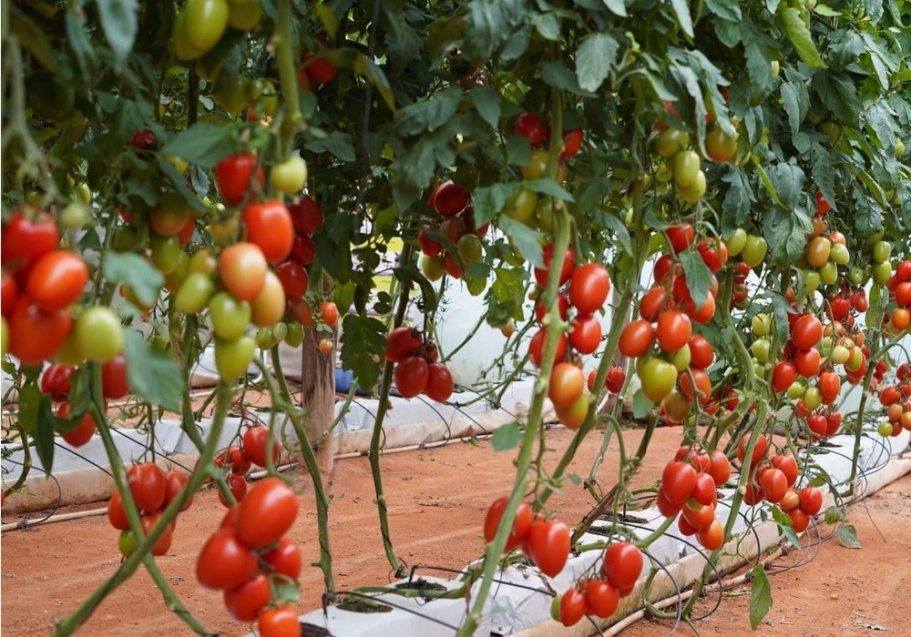 Laĉio F1: el tomate pera de gran productividad y calidad con resistencias