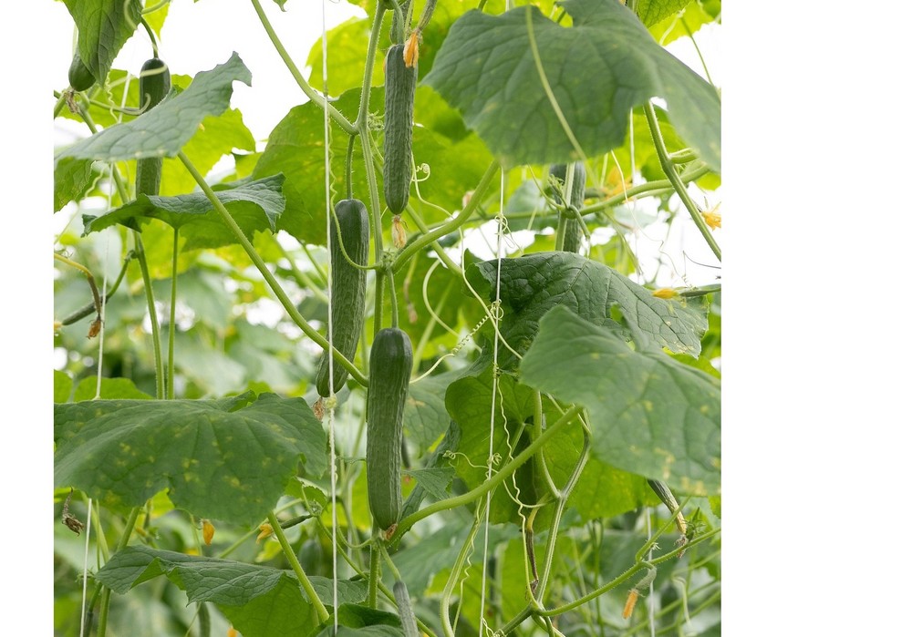 El pepino Almería experimenta un aumento de su precio medio acercándose a una media de 1,40 el kilo