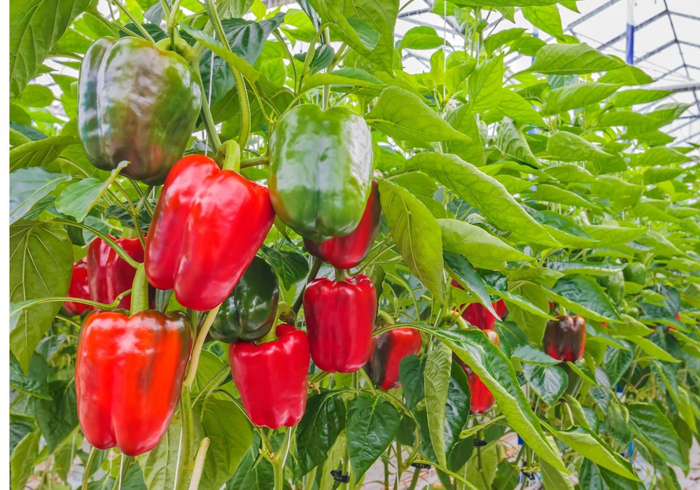 Andalucía reclama al Gobierno central que defienda ante EEUU la situación injusta del pimiento andaluz